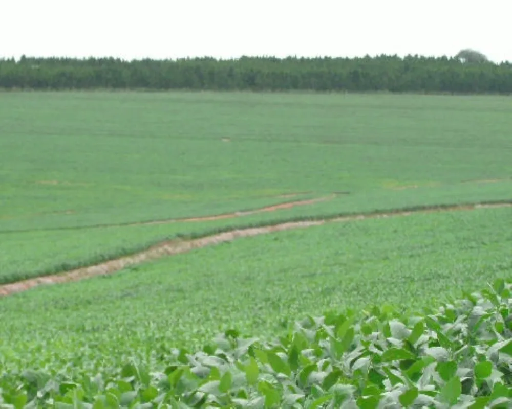 Fazenda - Foto 3