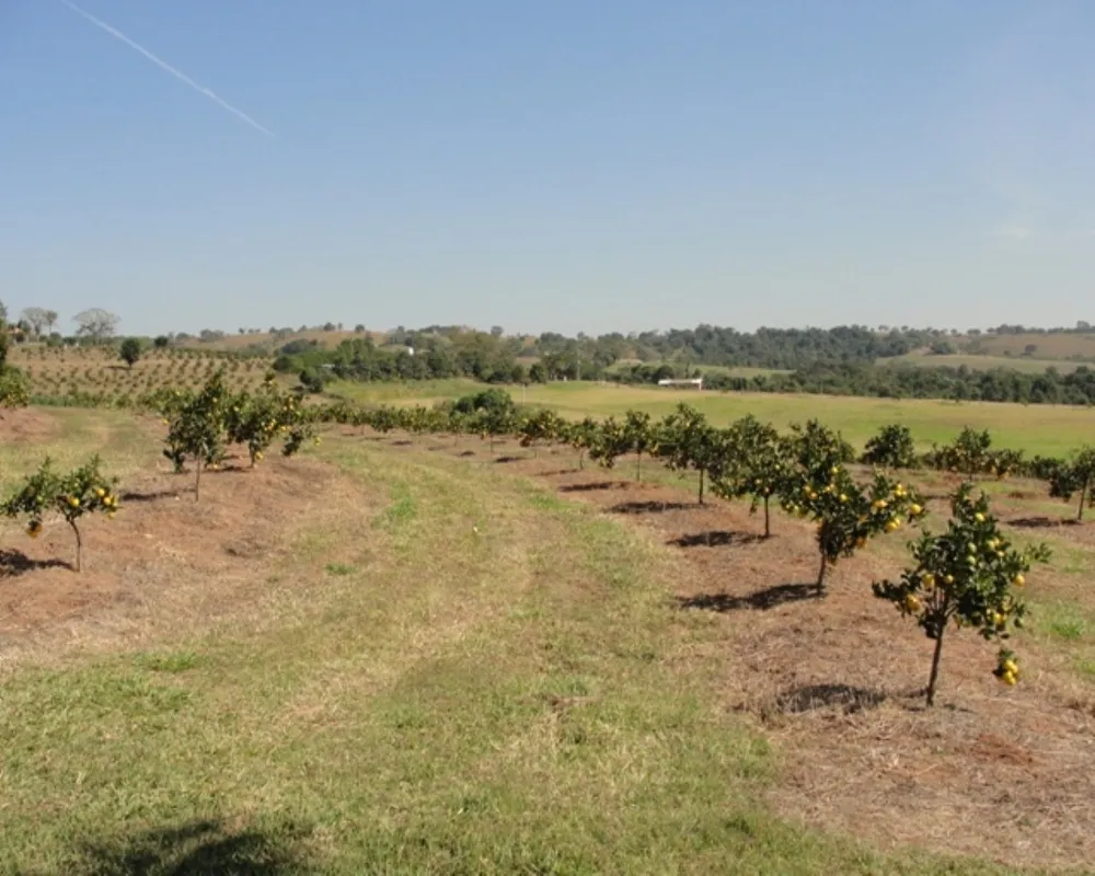 Fazenda - Foto 5