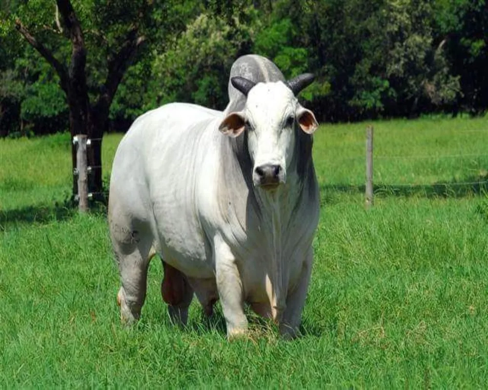 Fazenda - Foto 1