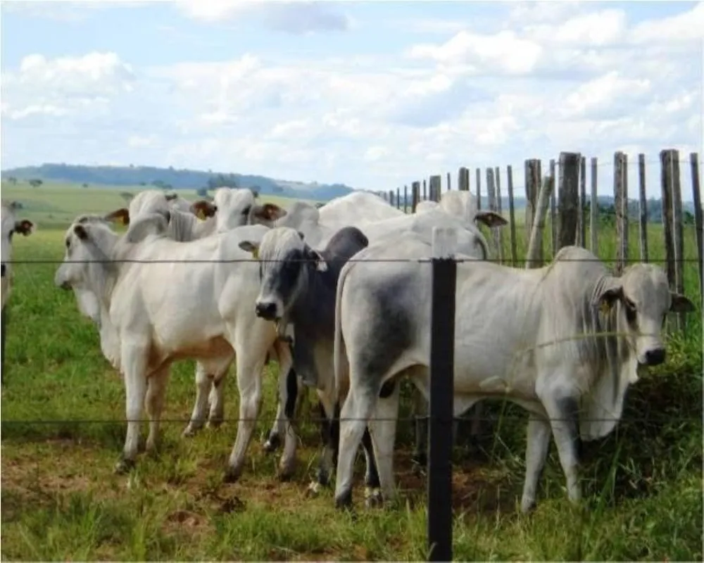 Fazenda - Foto 7