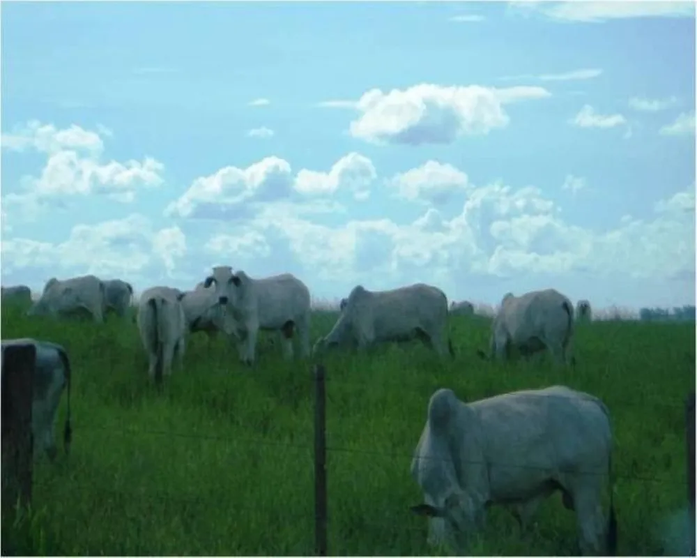Fazenda - Foto 6