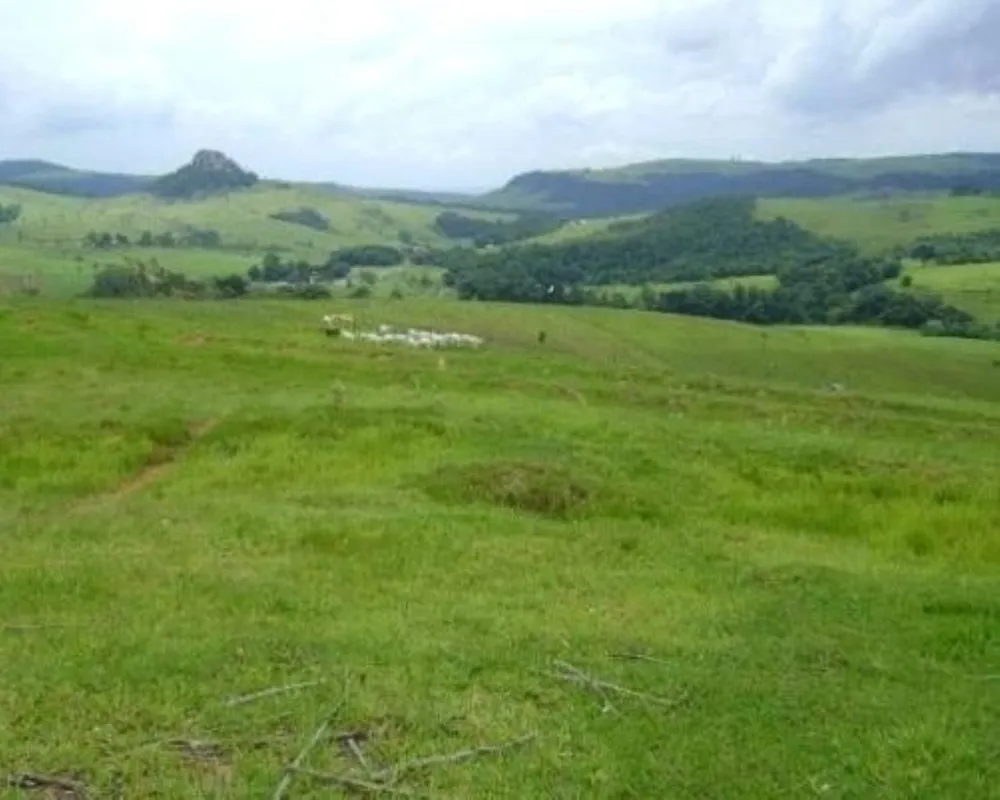 Fazenda - Foto 4
