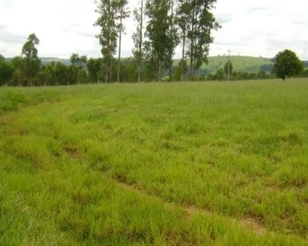 Fazenda - Foto 6