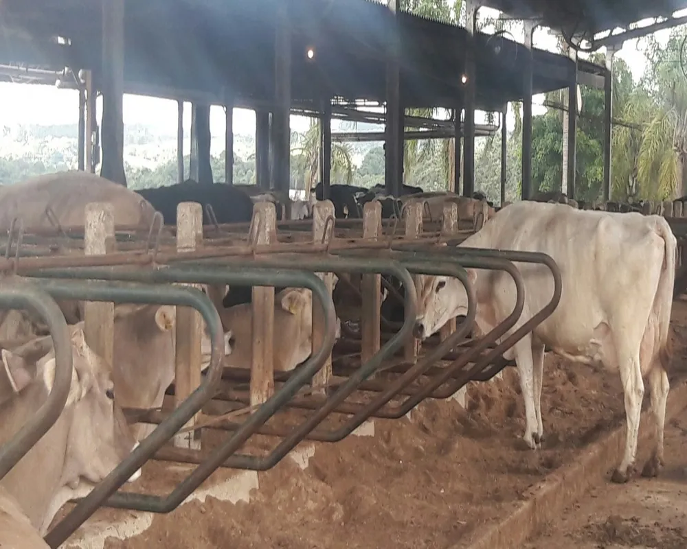 Fazenda - Foto 2
