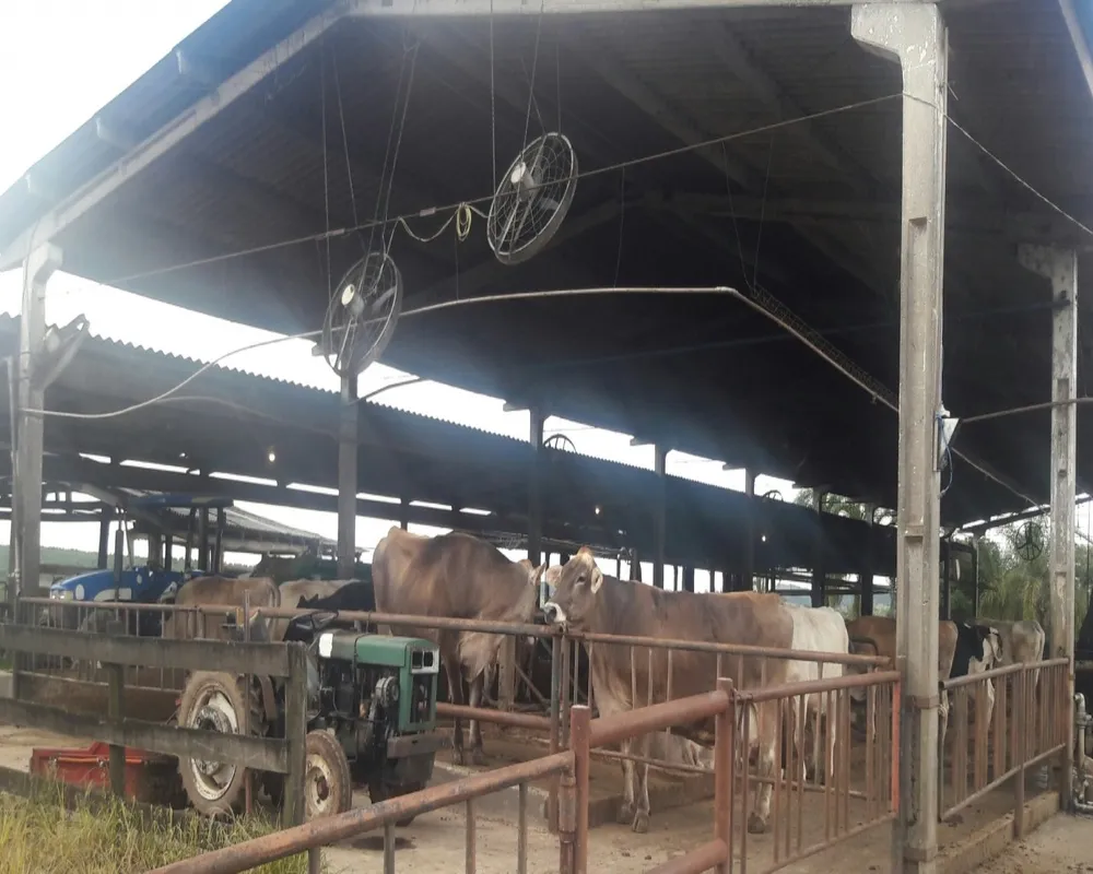 Fazenda - Foto 1