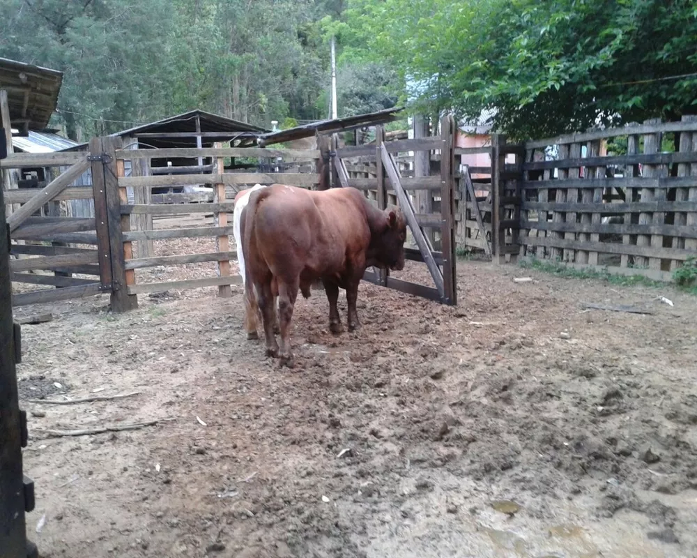 Fazenda - Foto 18