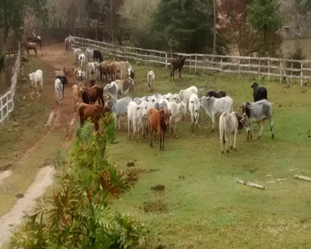 Fazenda - Foto 10
