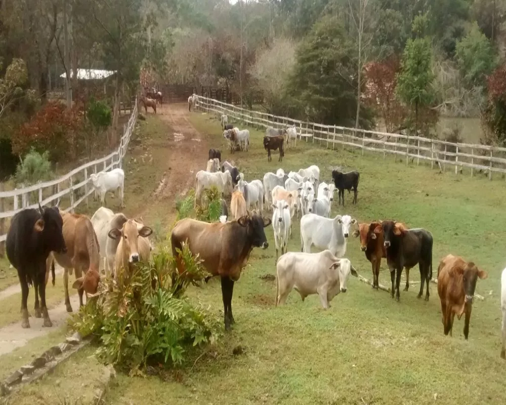 Fazenda - Foto 15