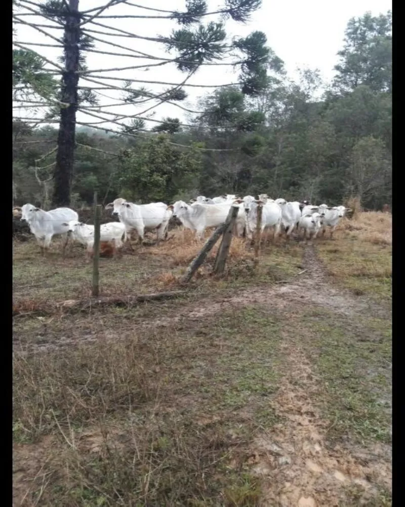 Fazenda - Foto 6