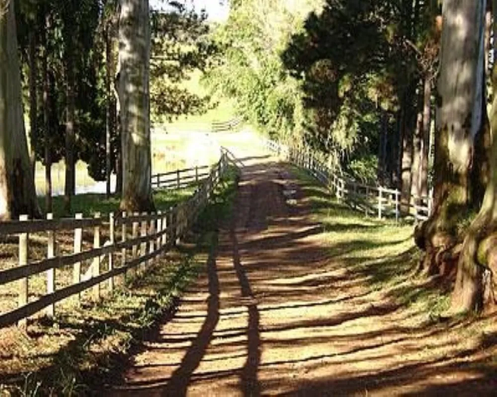 Fazenda - Foto 3
