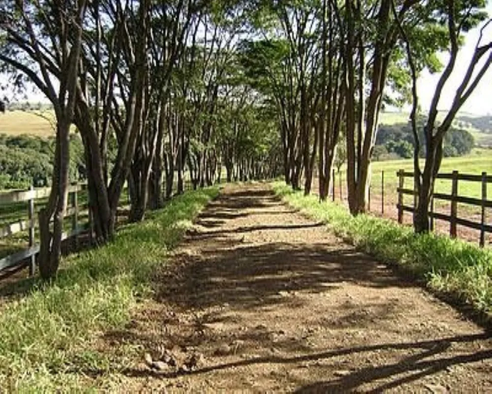 Fazenda - Foto 5