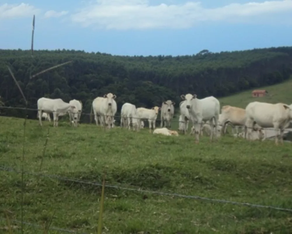 Fazenda - Foto 28