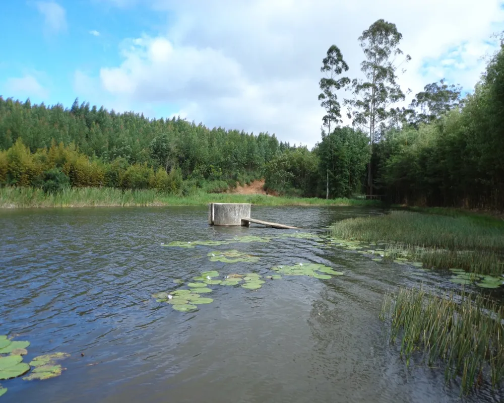 Fazenda - Foto 4