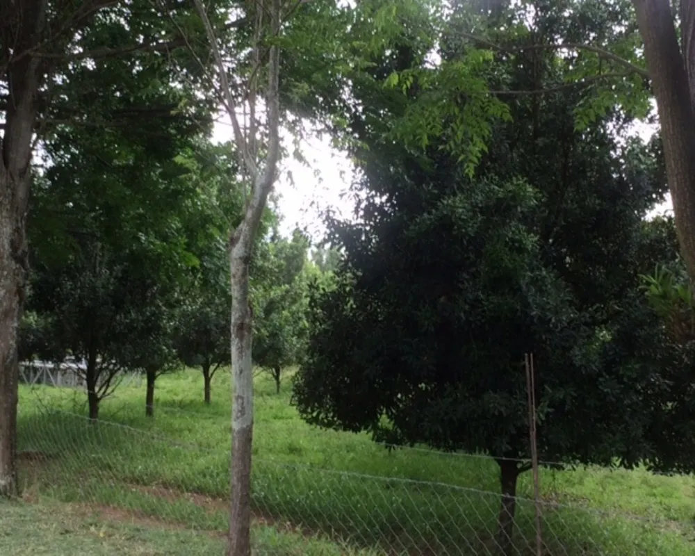 Fazenda - Foto 7