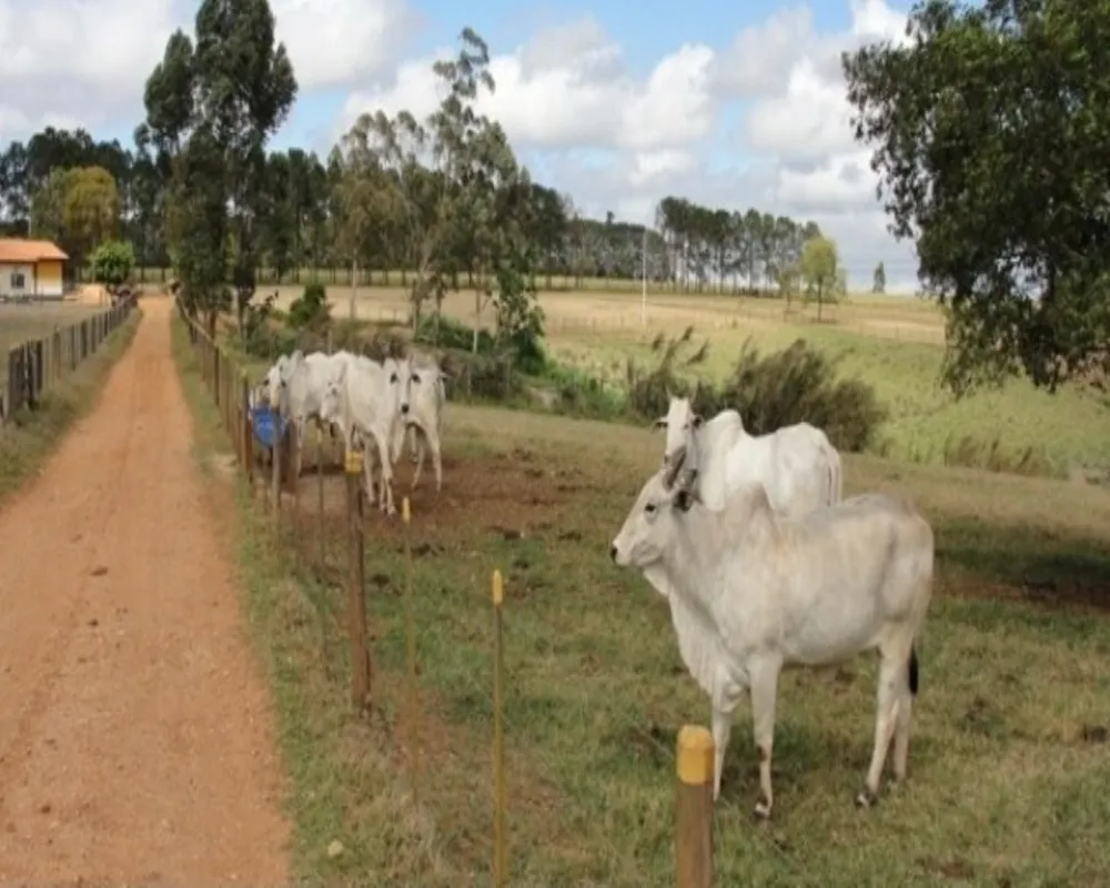 Fazenda - Foto 3