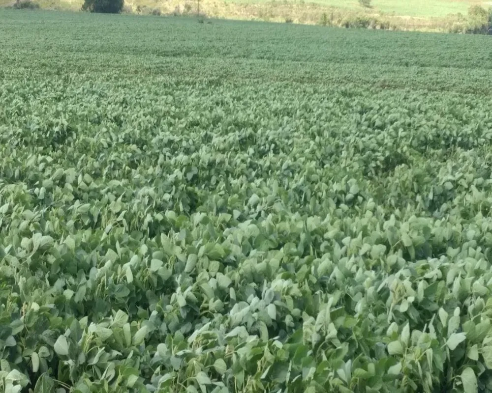 Fazenda - Foto 3