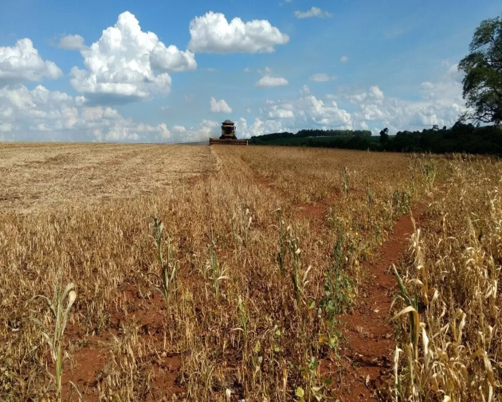 Fazenda - Foto 2
