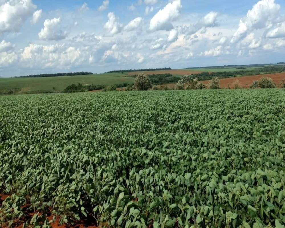 Fazenda - Foto 5