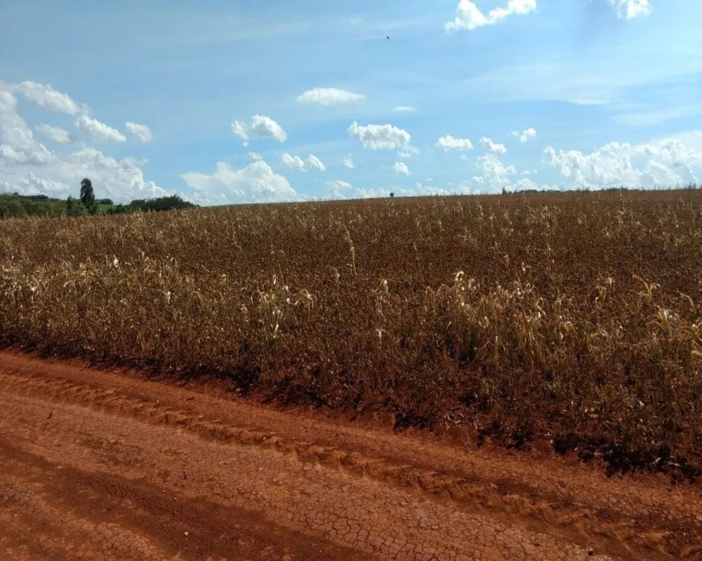 Fazenda - Foto 7