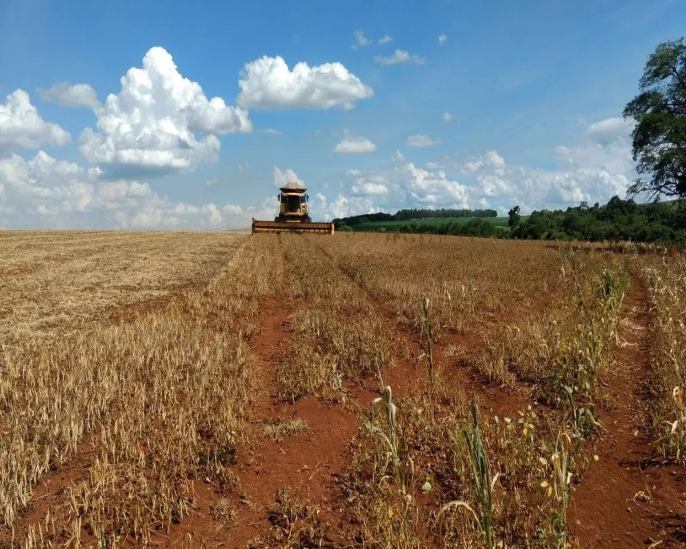 Fazenda - Foto 4