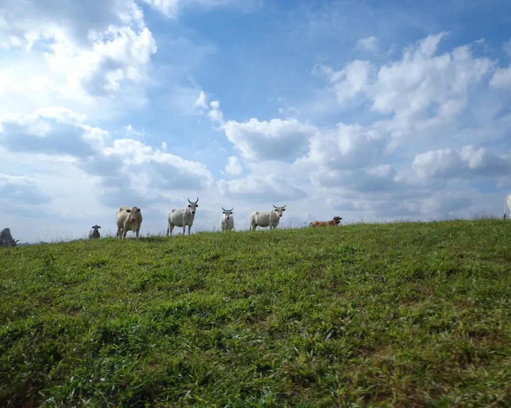 Fazenda - Foto 5