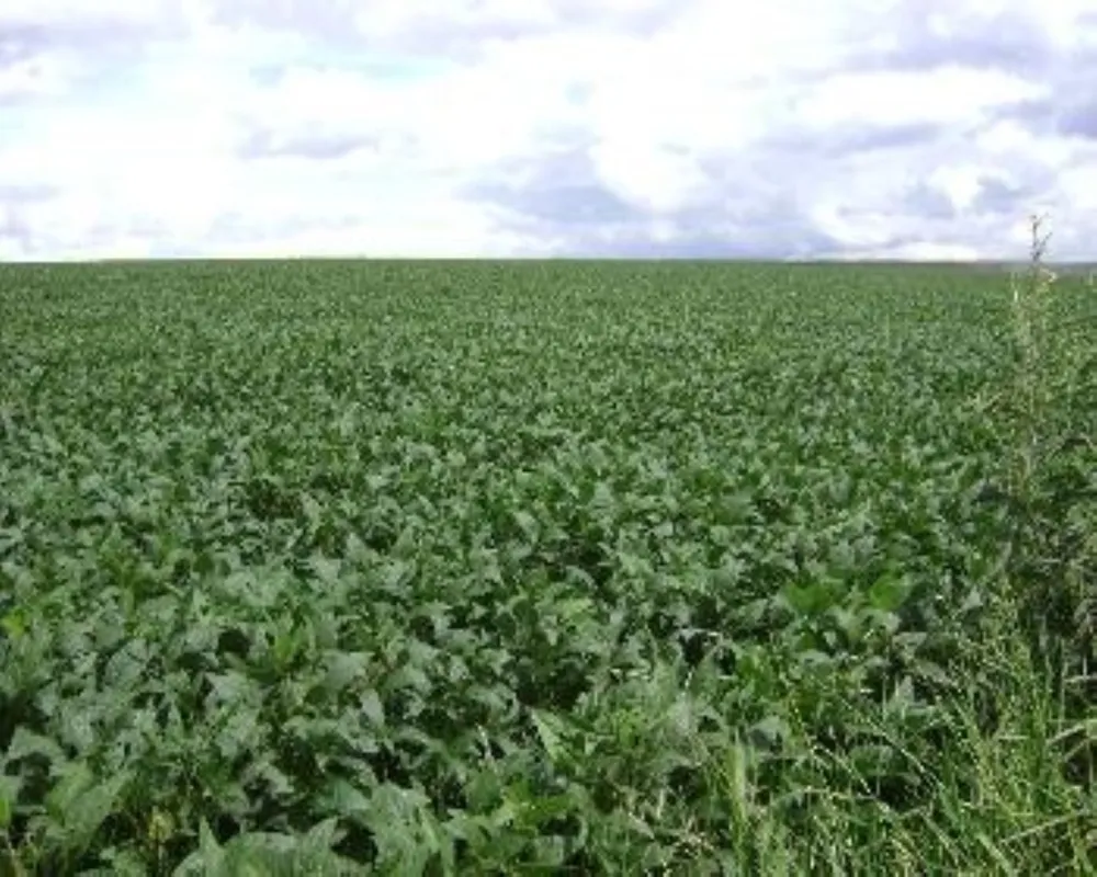 Fazenda - Foto 5