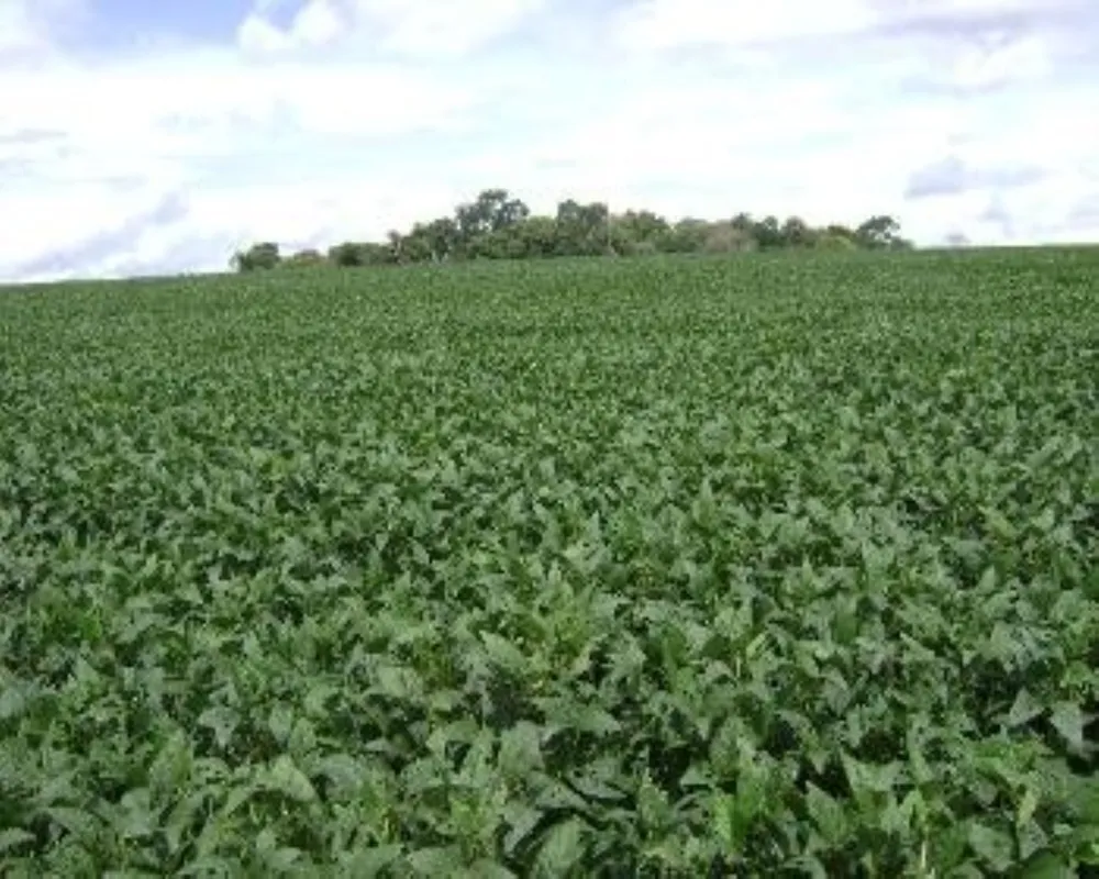 Fazenda - Foto 7