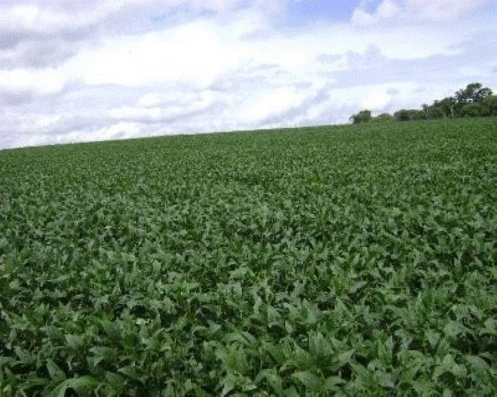 Fazenda - Foto 3