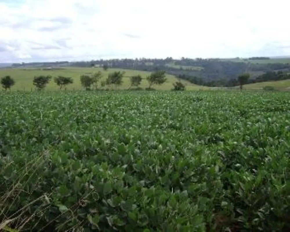 Fazenda - Foto 6