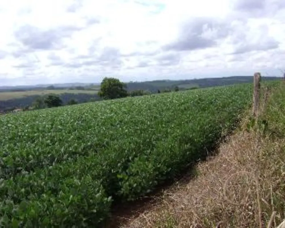 Fazenda - Foto 1
