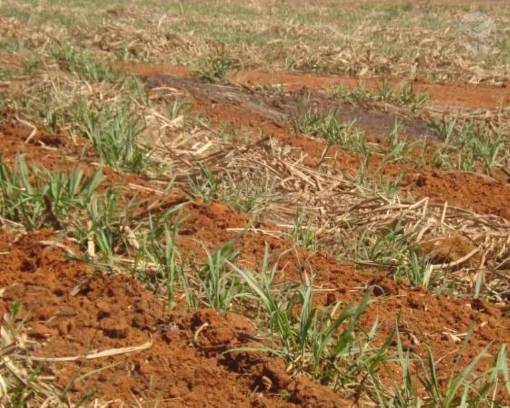 Fazenda - Foto 8