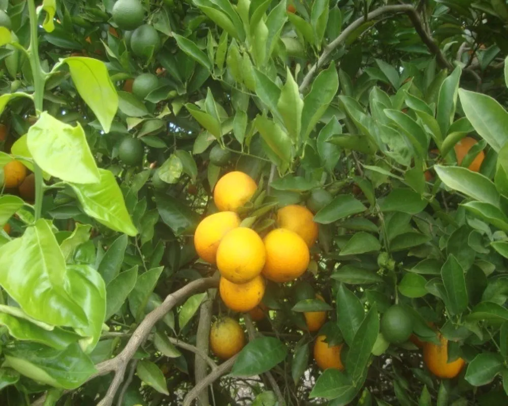 Fazenda - Foto 2
