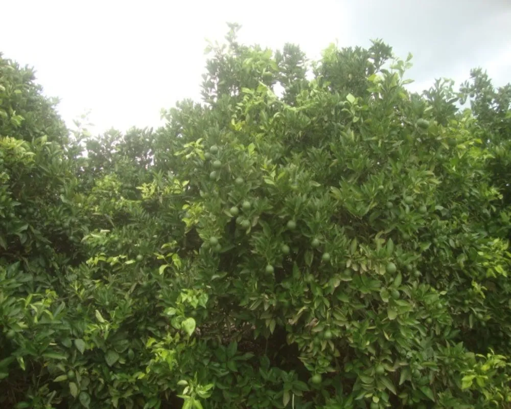Fazenda - Foto 8