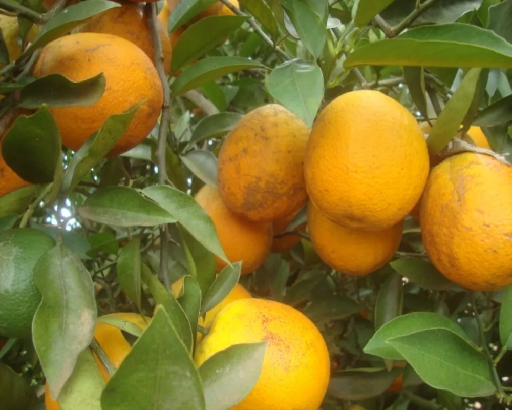 Fazenda - Foto 1