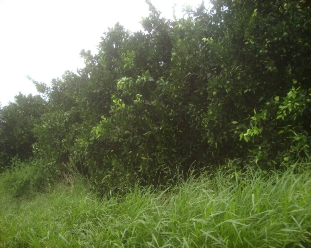 Fazenda - Foto 3