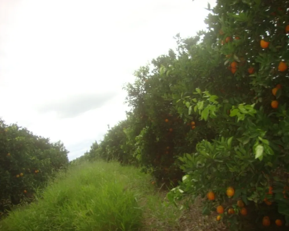 Fazenda - Foto 5