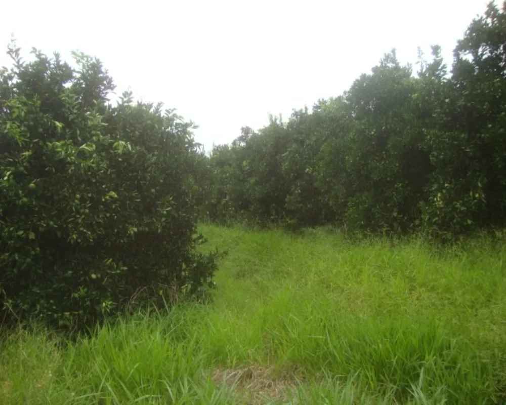 Fazenda - Foto 6