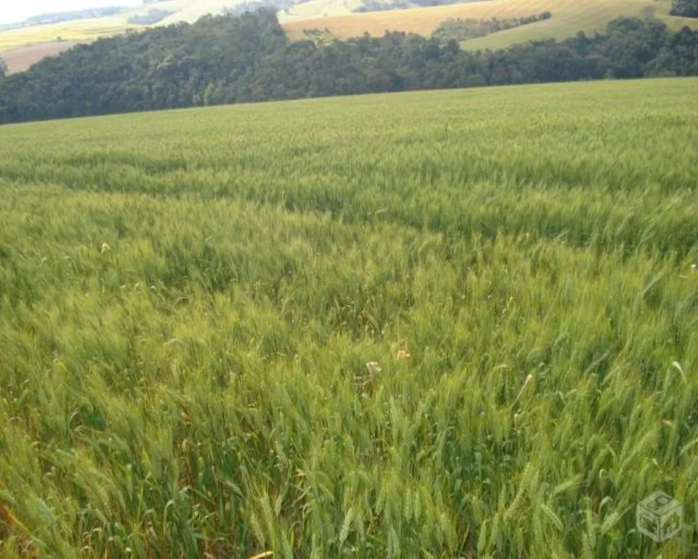 Fazenda - Foto 2