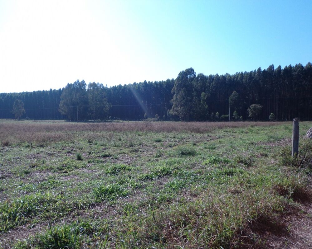 Sítio à venda - Foto 1