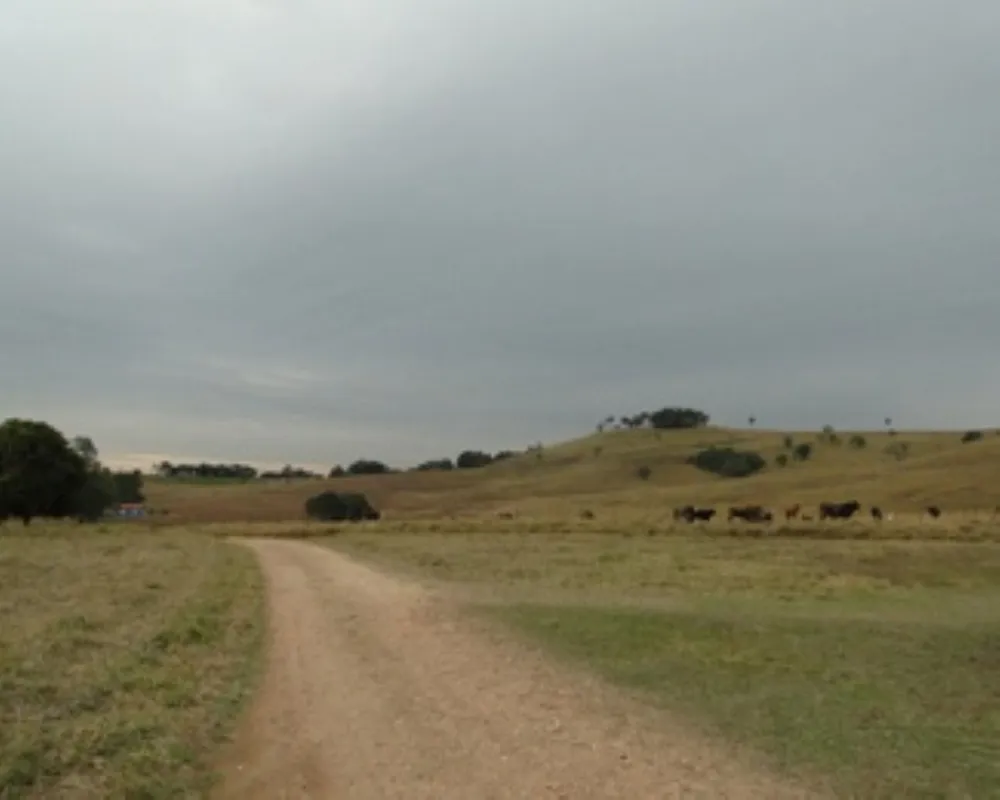 Fazenda - Foto 5