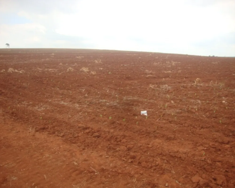 Fazenda - Foto 2