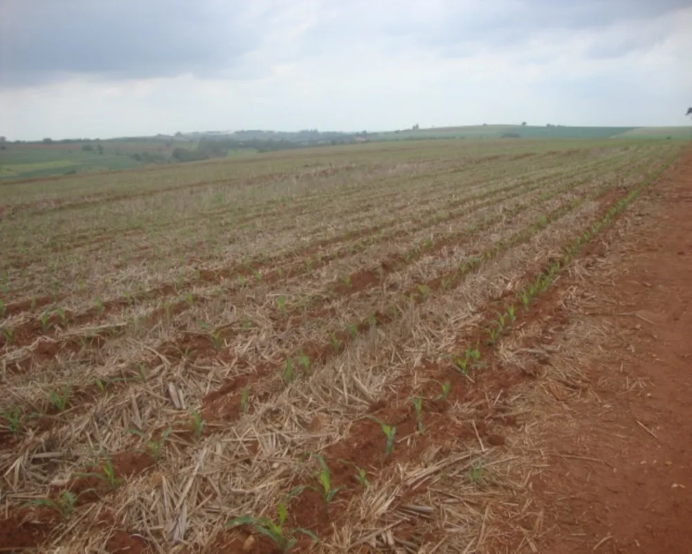 Fazenda - Foto 4