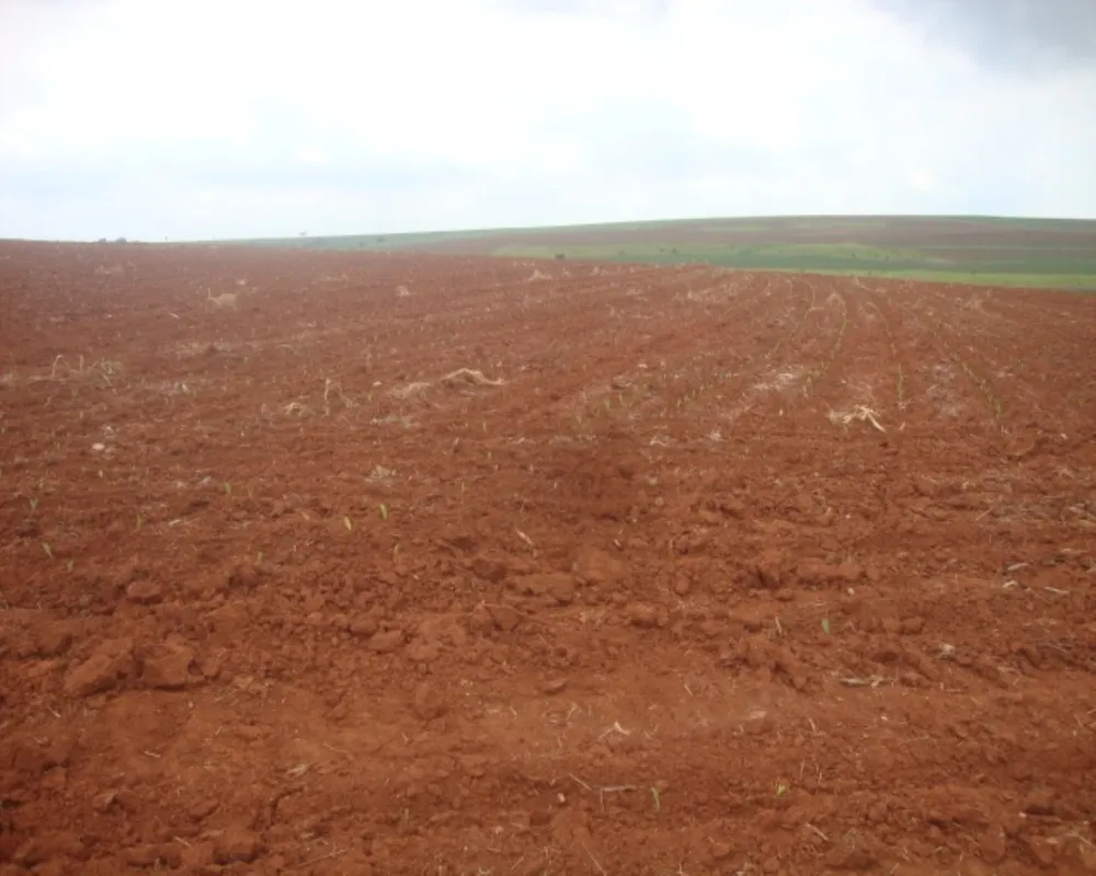 Fazenda - Foto 3