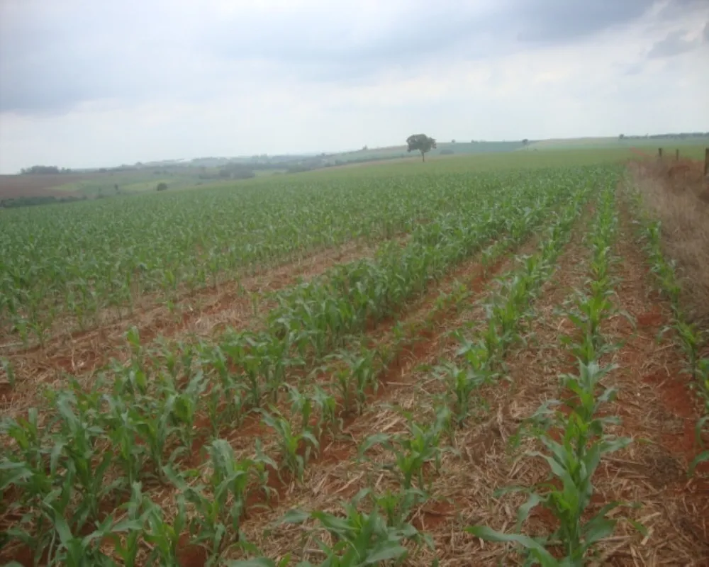Fazenda - Foto 5