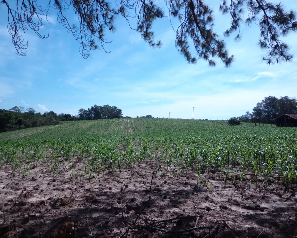 Fazenda - Foto 6