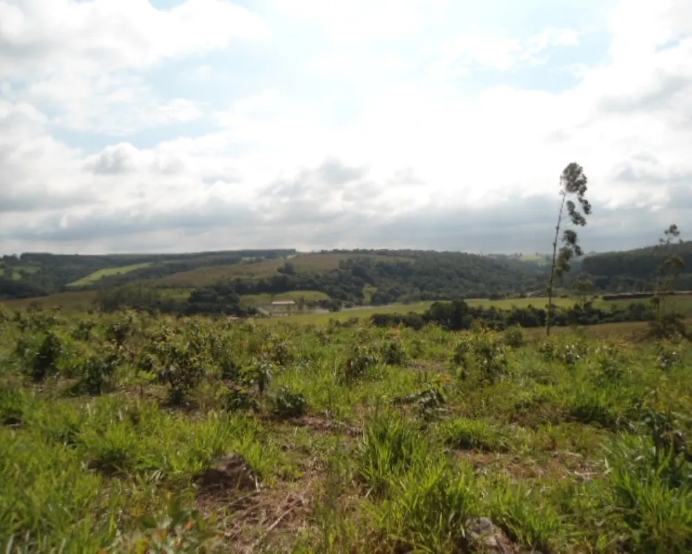 Fazenda - Foto 7