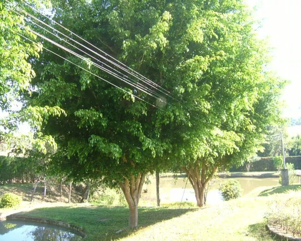 Sítio, 5 quartos - Foto 30