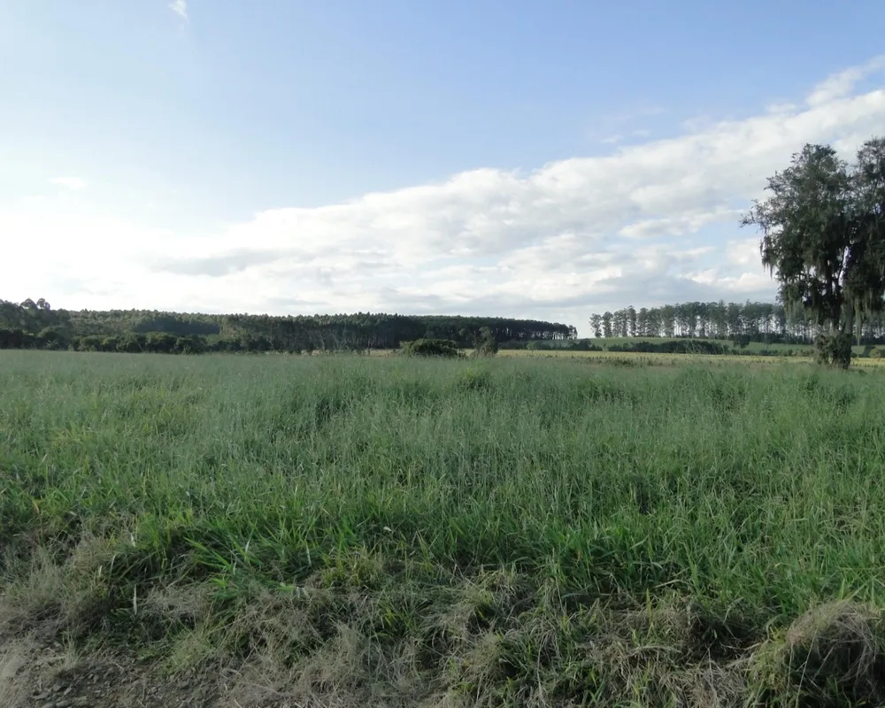 Fazenda - Foto 1