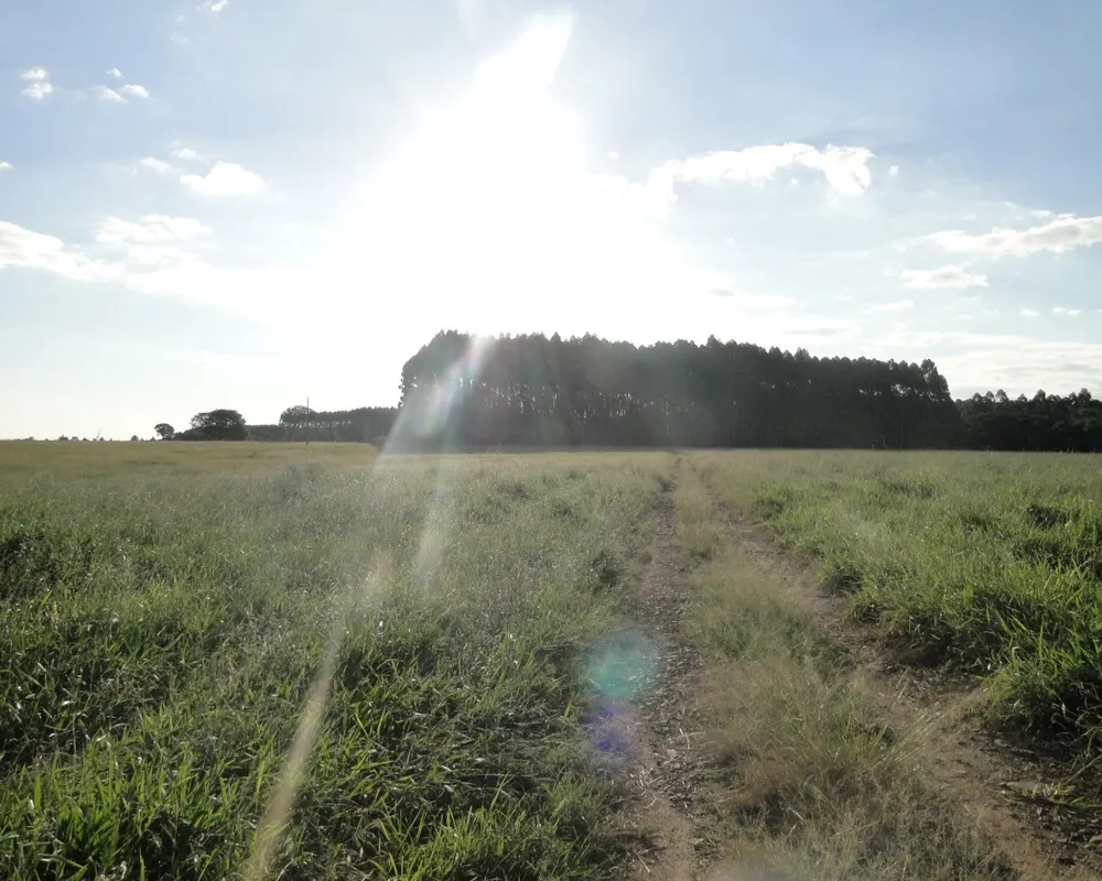 Fazenda - Foto 3