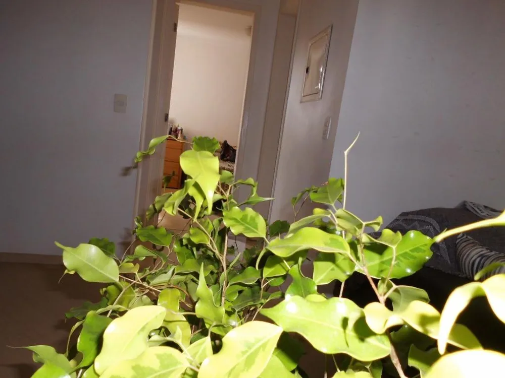 Apartamento, 3 quartos, 65 m² - Foto 9